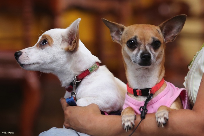 Fiesta de San Lázaro en Masaya