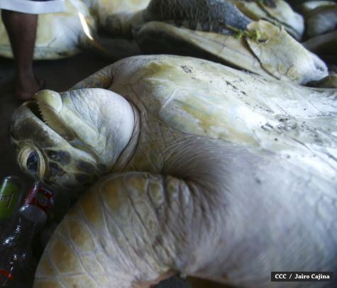 Población de Bilwi: “Gracias a Dios la tormenta se alejó”