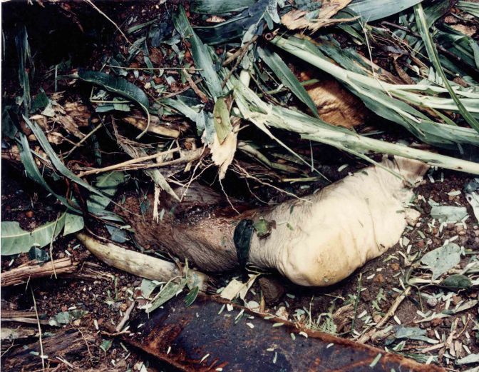 Se cumplen 16 años del deslave del Volcán Casita por el Huracán Mitch