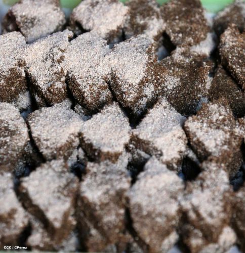 El tributo de los Masayas a la Inmaculada Concepción de María