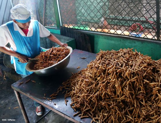 El tributo de los Masayas a la Inmaculada Concepción de María