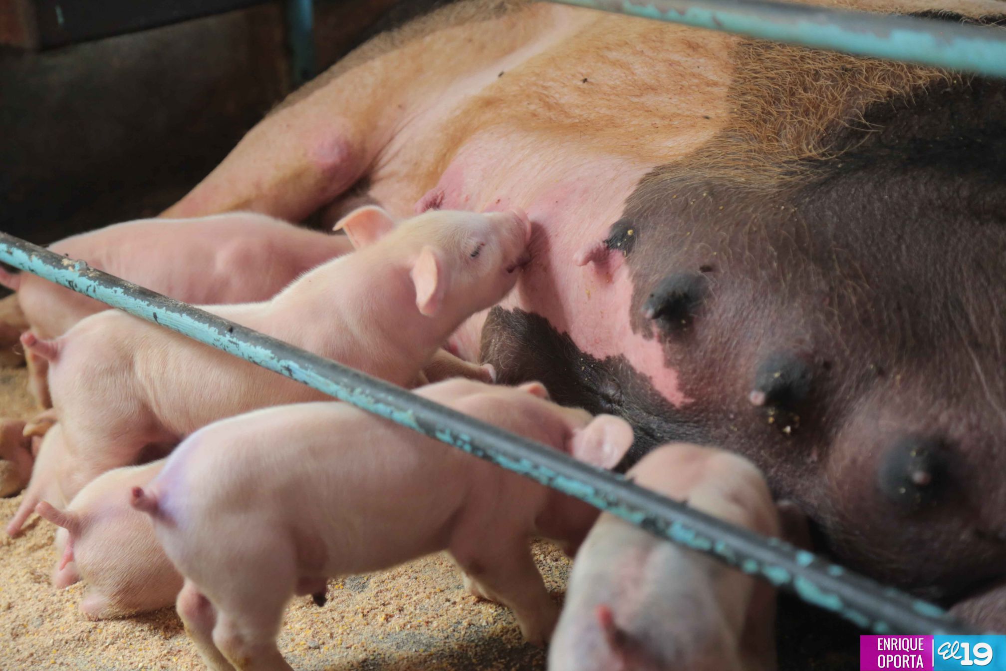 Tecnológico Germán Pomares, contribuyendo al desarrollo agropecuario