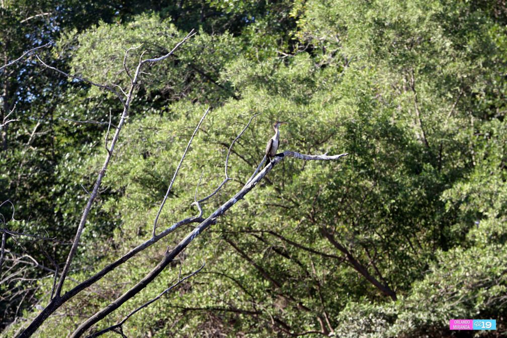 Gobierno y Comunidad trabajan en conservación de Reserva Natural Estero Real