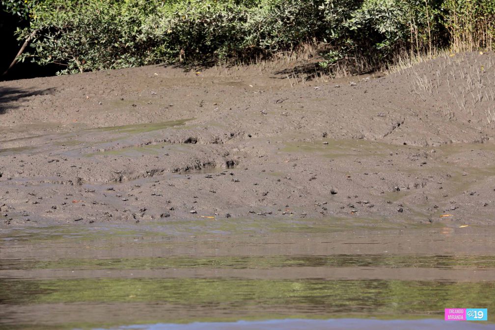 Gobierno y Comunidad trabajan en conservación de Reserva Natural Estero Real