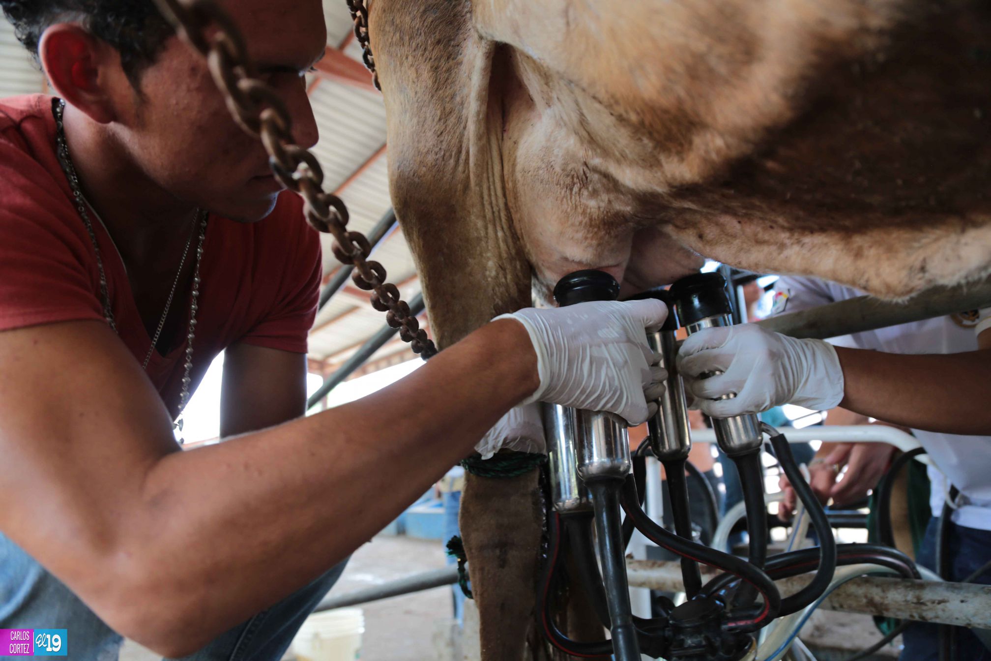 Tecnológico Agropecuario de Chinandega “Carlos Manuel Vanegas”