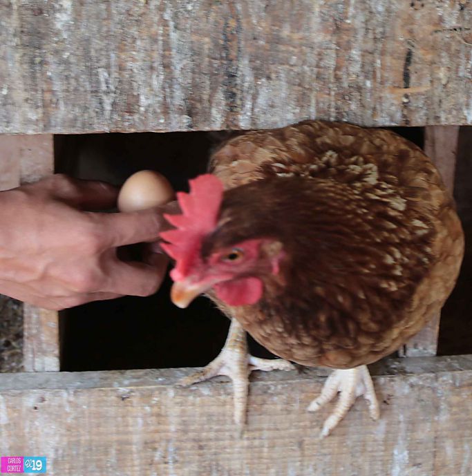 Tecnológico Agropecuario de Chinandega “Carlos Manuel Vanegas”