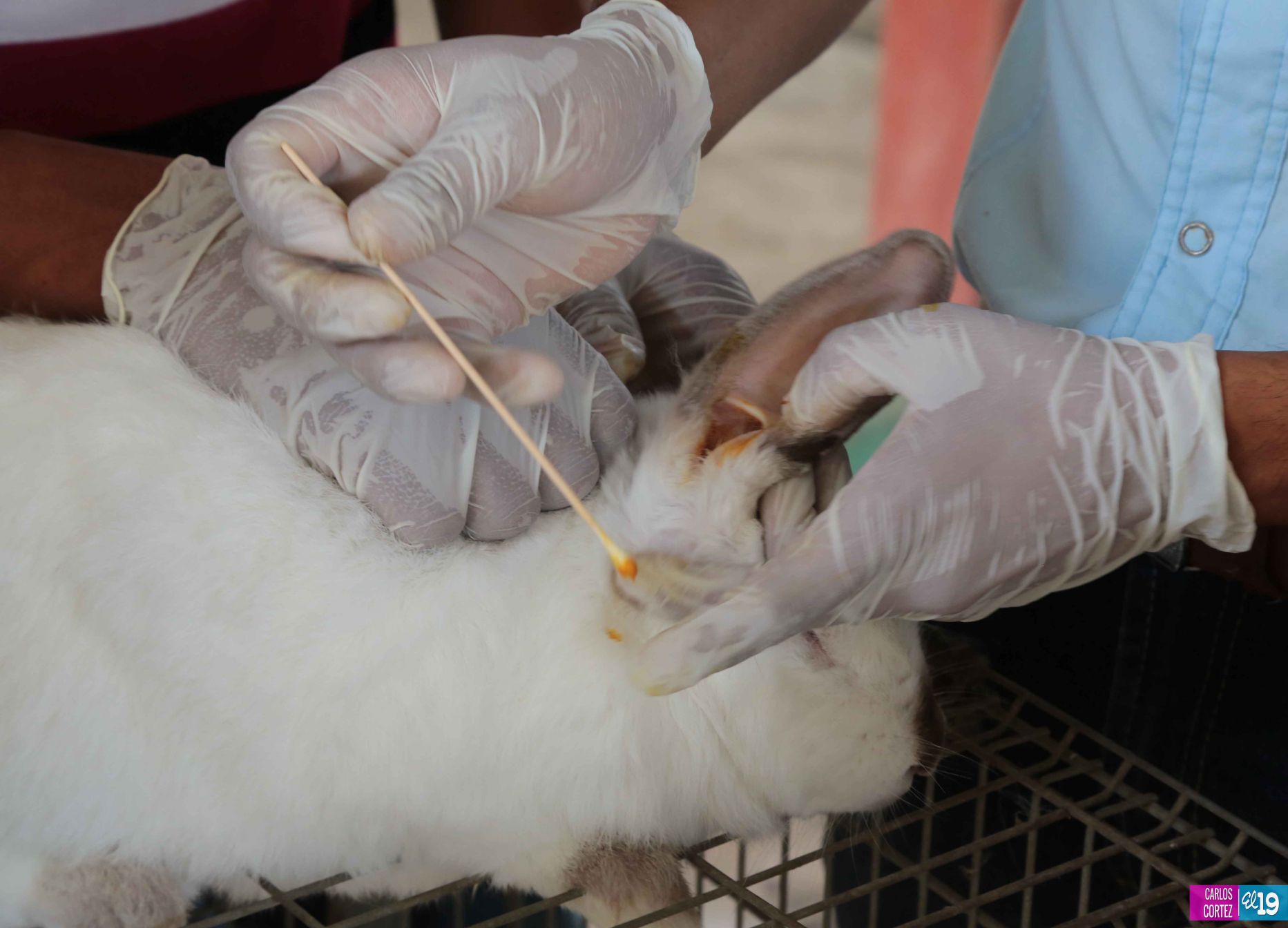 Tecnológico Agropecuario de Chinandega “Carlos Manuel Vanegas”