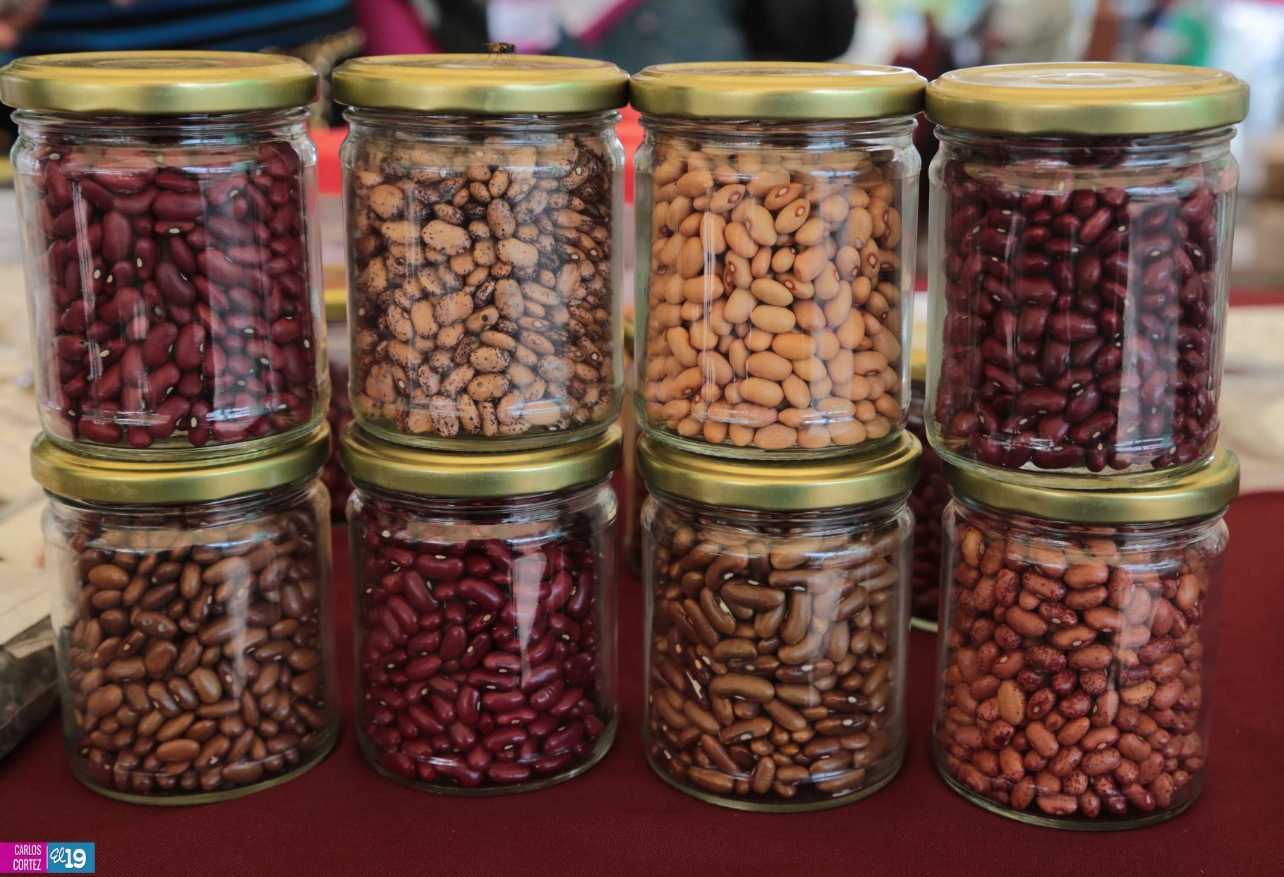 Inta y Fao desarrollan taller de capacidades para garantizar producción de semillas criollas y acriolladas