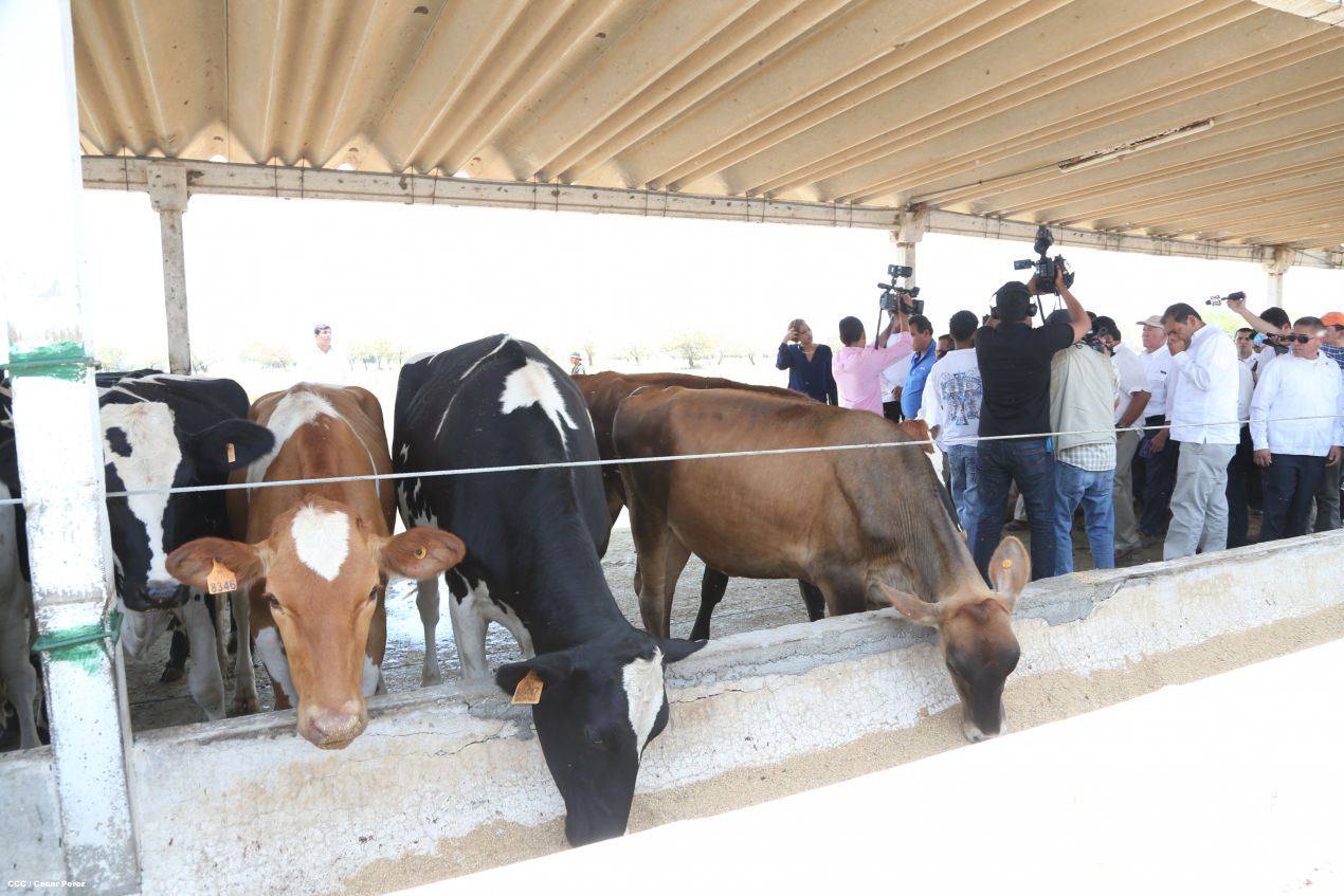 Presidente de Honduras conoce experiencia ganadera de Nicaragua