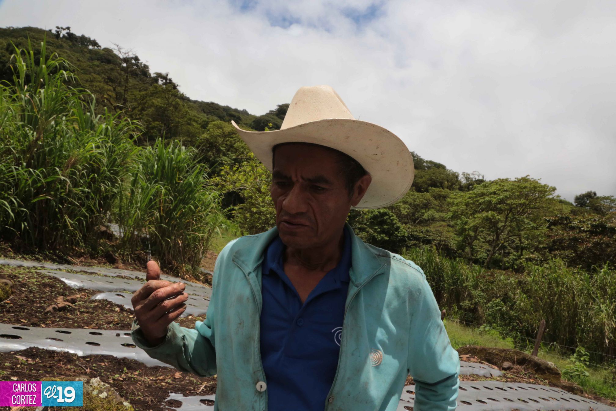 Las deliciosas fresas cultivadas en las montañas de Nicaragua