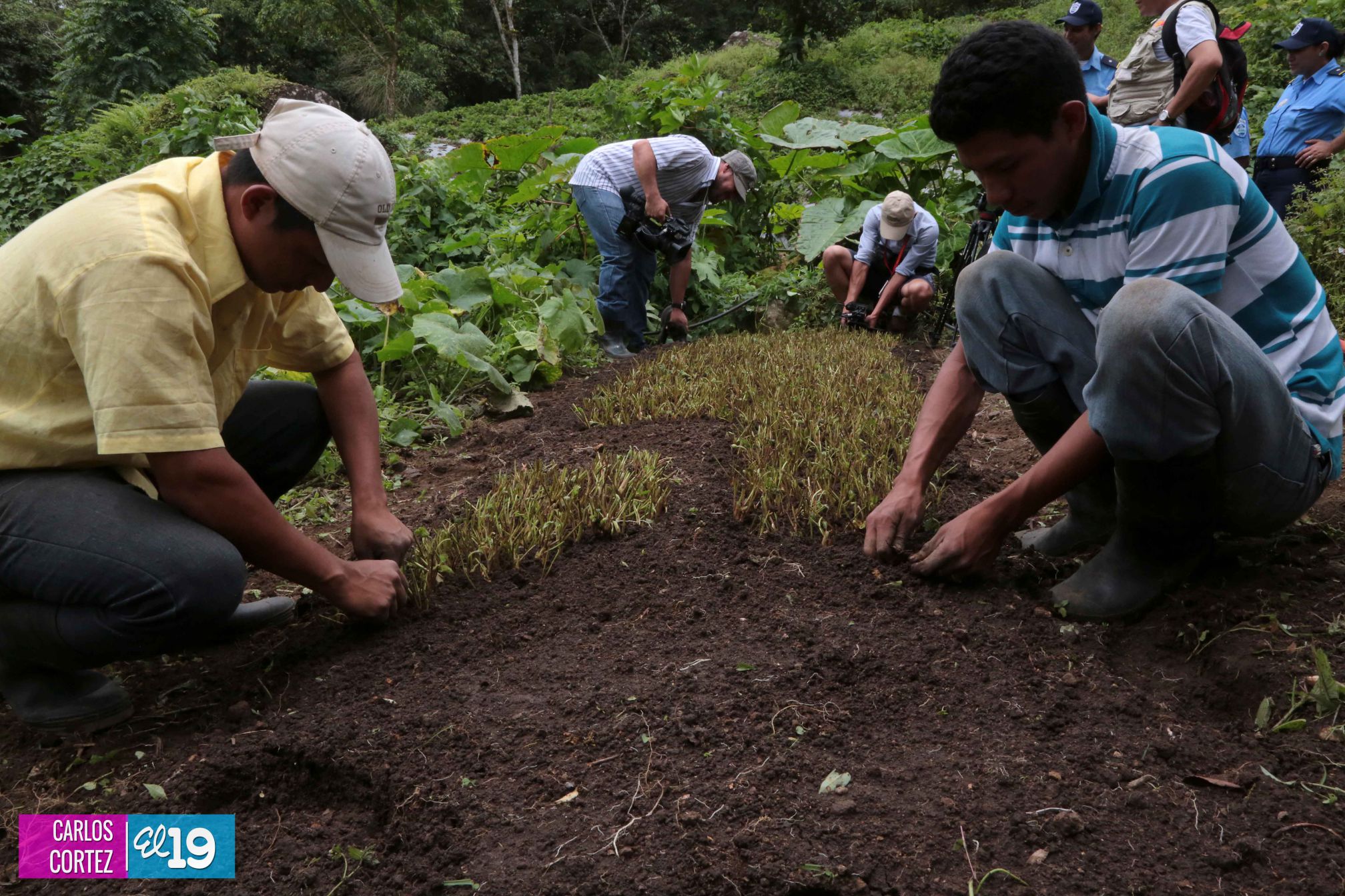 Las deliciosas fresas cultivadas en las montañas de Nicaragua