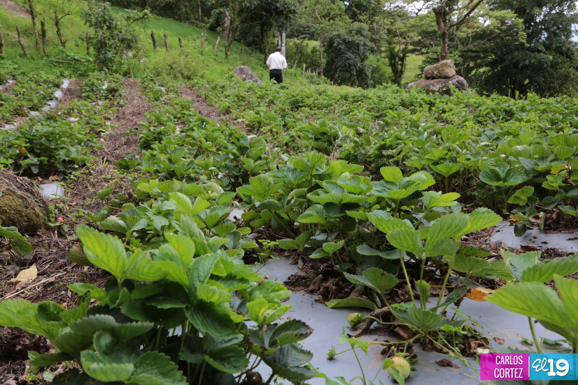Las deliciosas fresas cultivadas en las montañas de Nicaragua