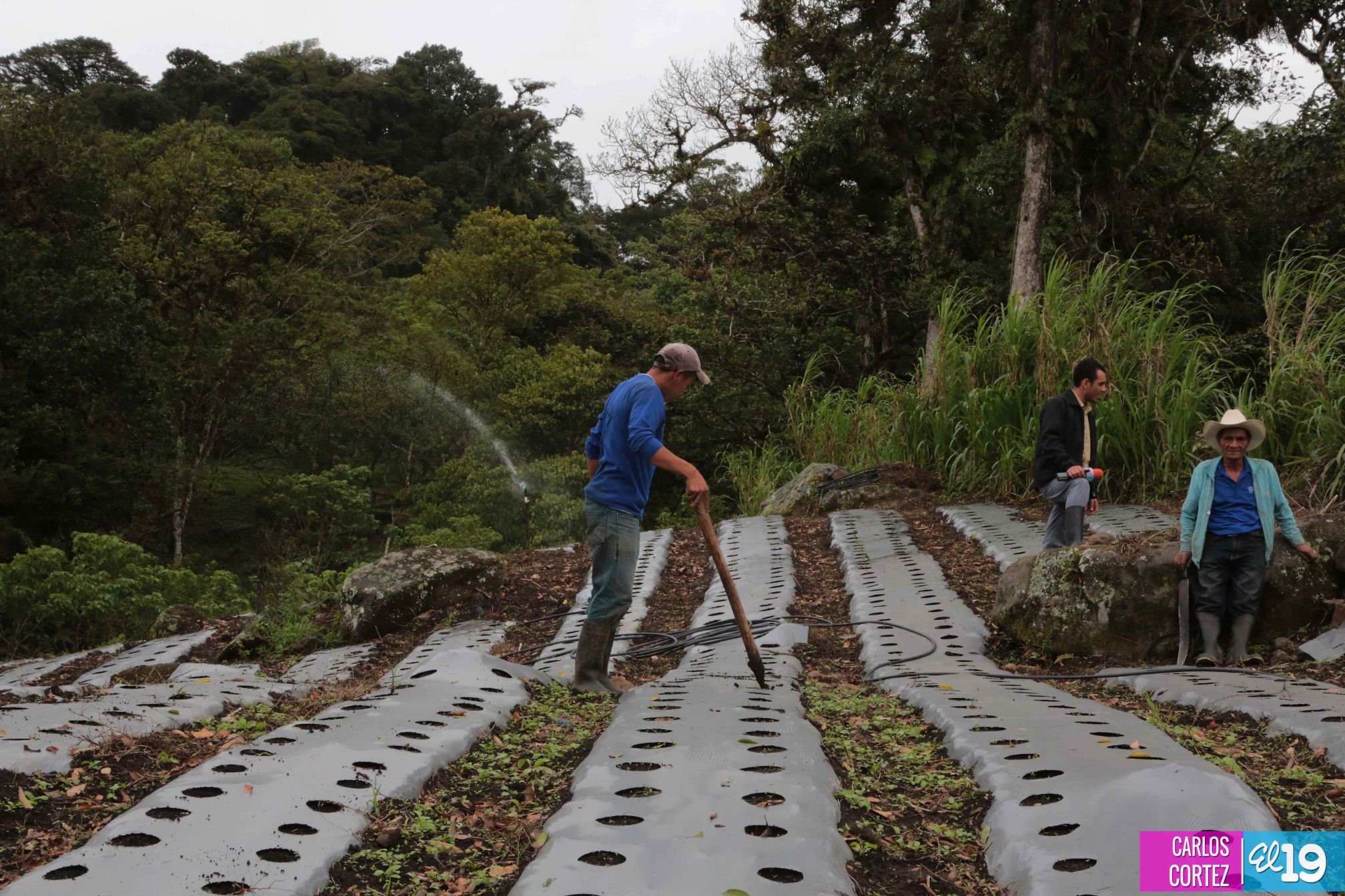 Las deliciosas fresas cultivadas en las montañas de Nicaragua