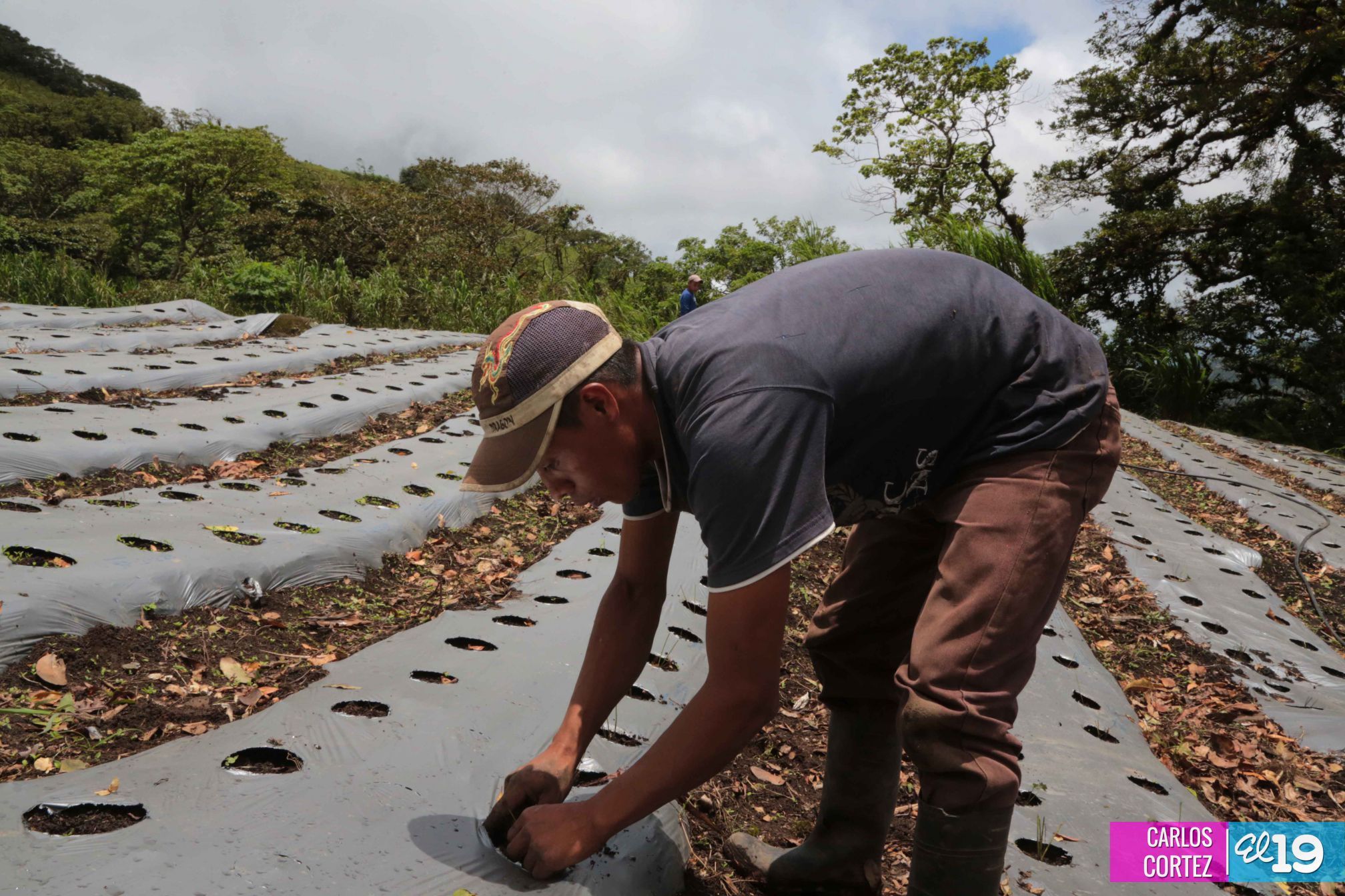 Las deliciosas fresas cultivadas en las montañas de Nicaragua