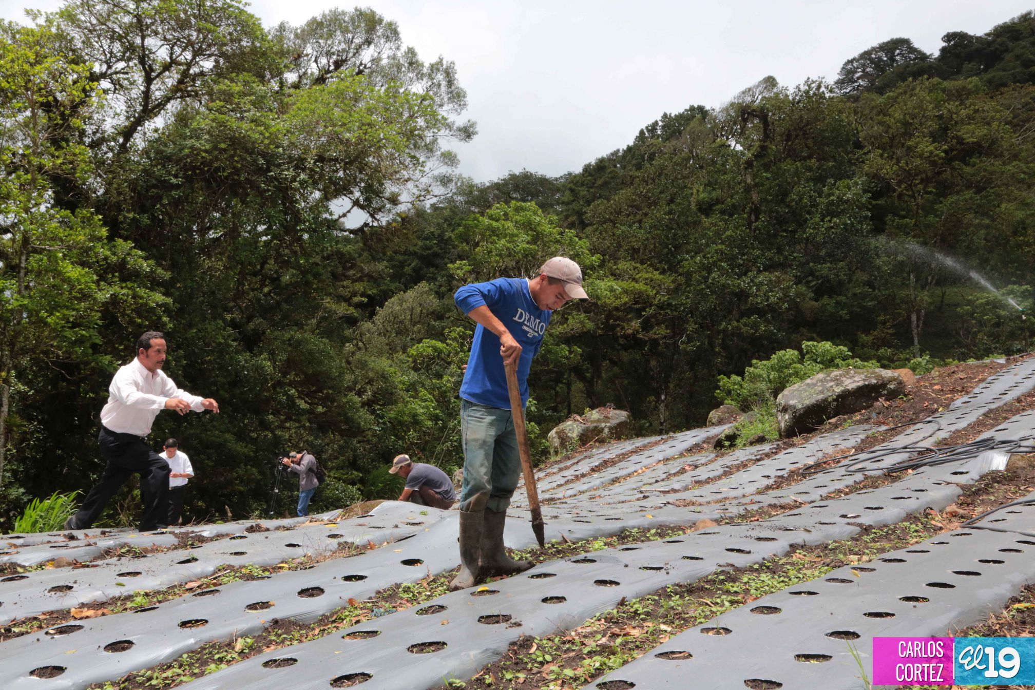 Las deliciosas fresas cultivadas en las montañas de Nicaragua