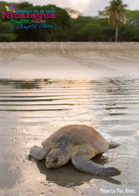Orgullo de mi País...! Nuevo Material Promocional