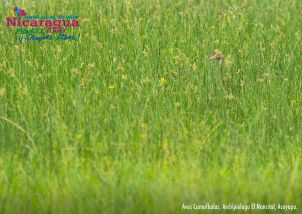 Orgullo de mi País: Chontales