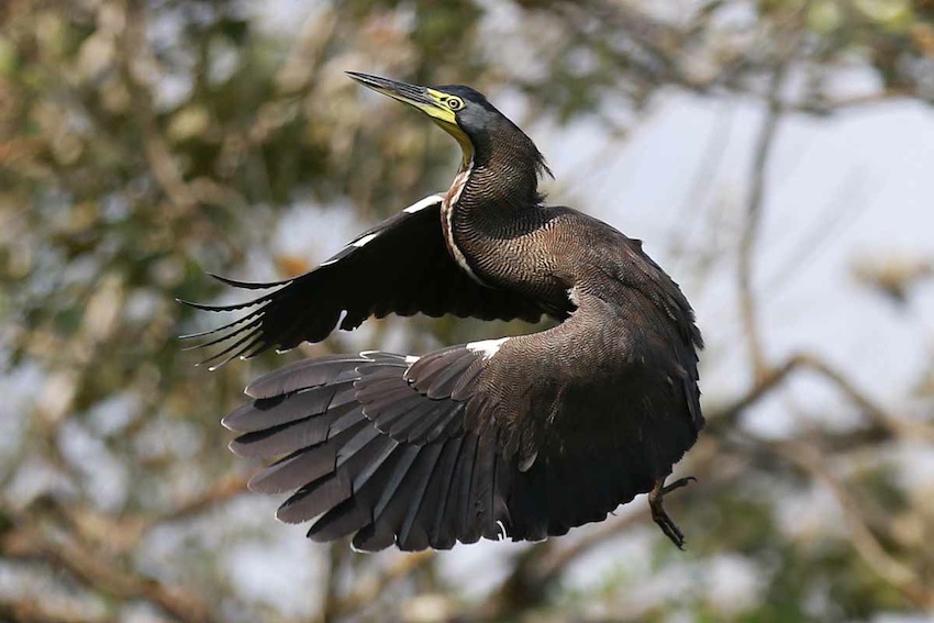 Río San Juan, destino virgen de Nicaragua