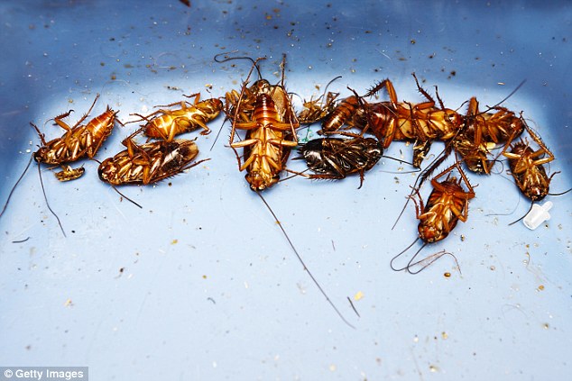 Leche de cucaracha