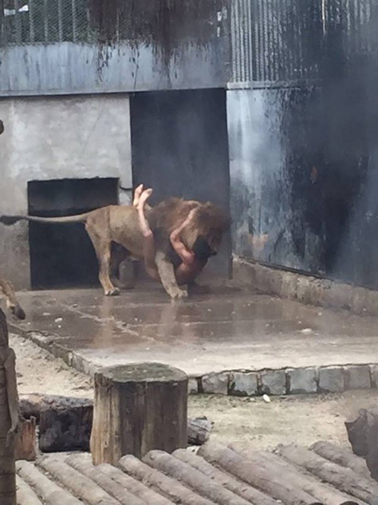 Sacrifican a dos leones para salvar a un suicida