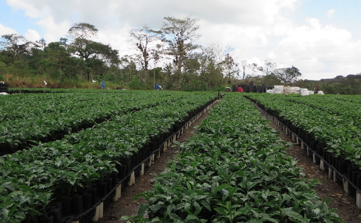 Fincas