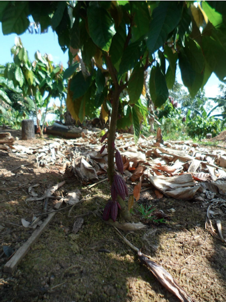 Fincas