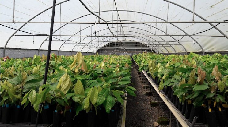 Fincas