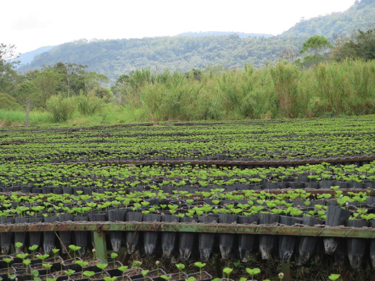 Fincas
