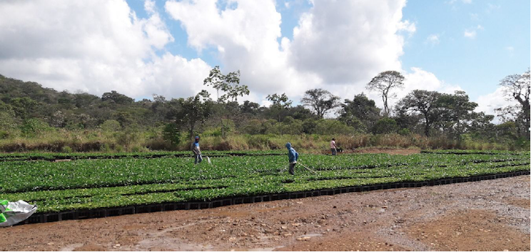 Fincas