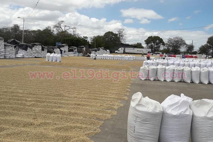 exportaciones-cafe