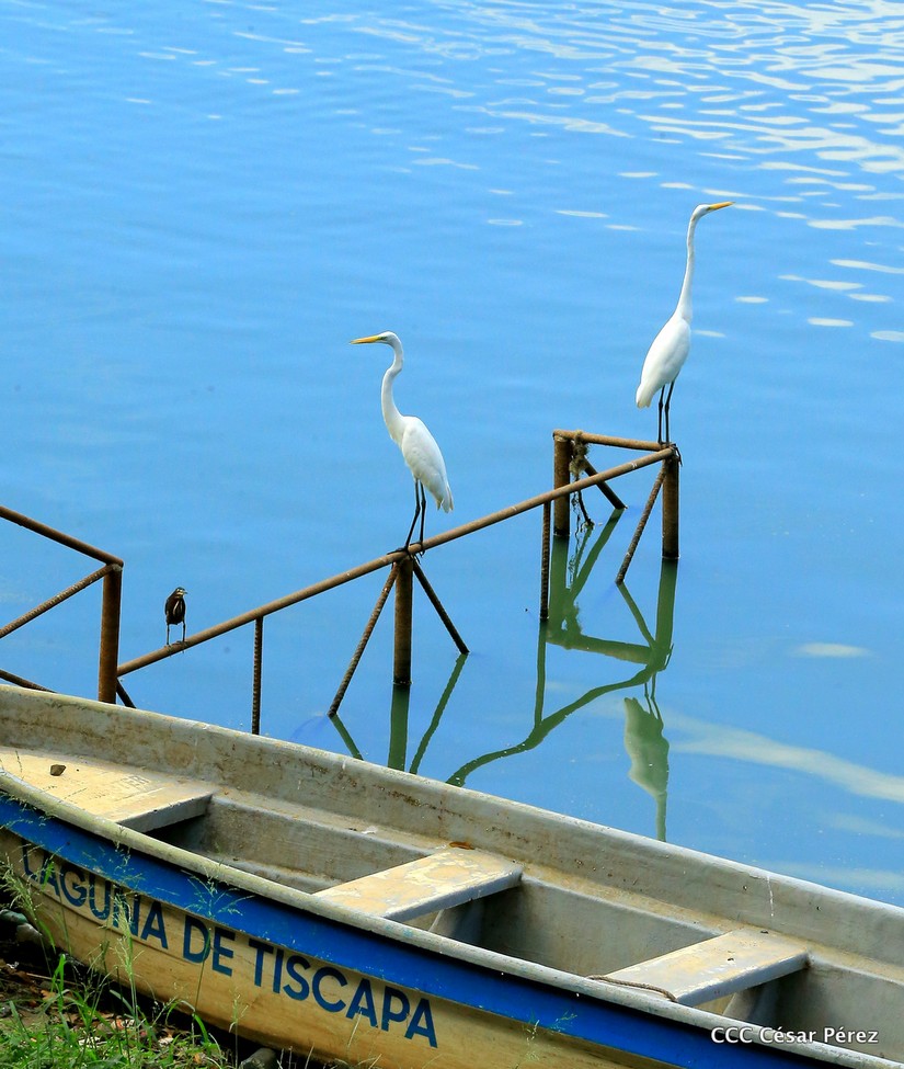 ambiente