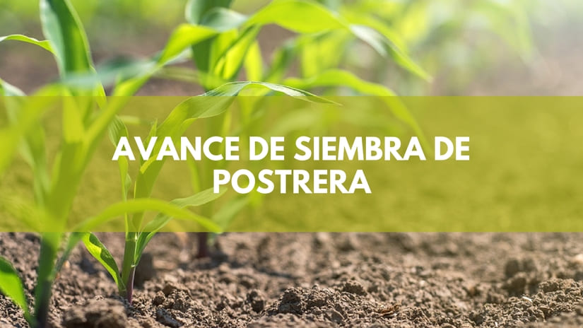 CONSECHA