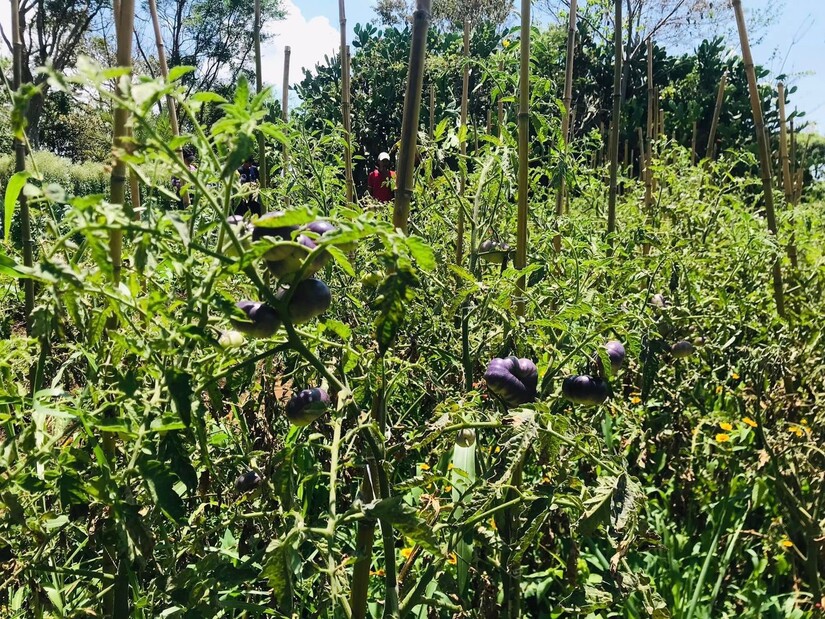 abejas
