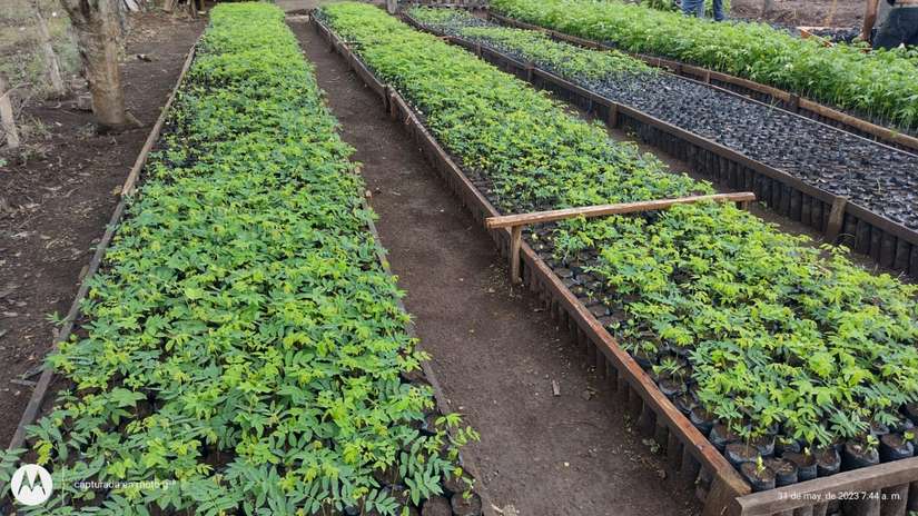 VIVERO