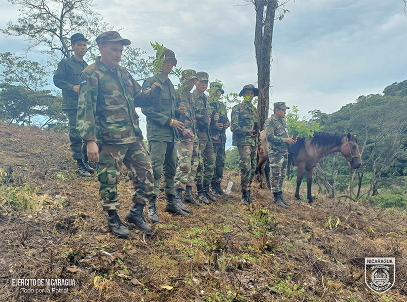 REFORESTACION