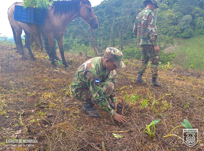 REFORESTACION