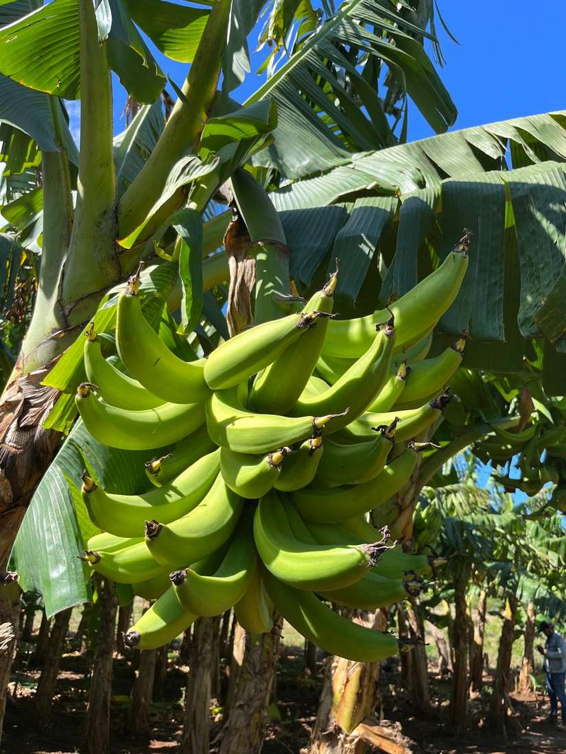 PLATANO7