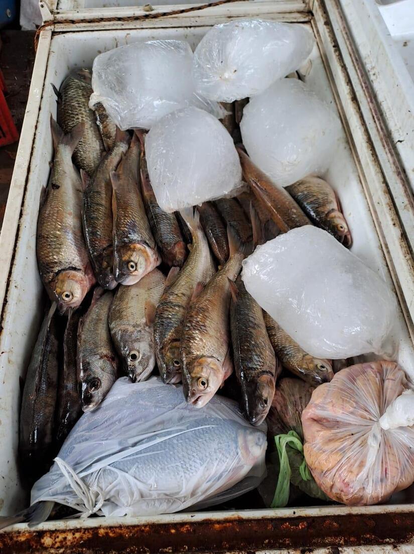 PESCA12