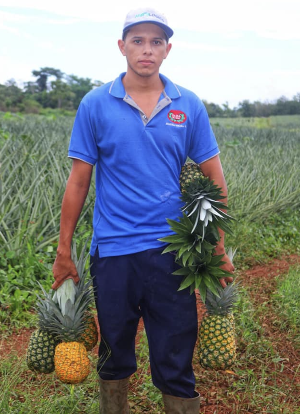 pina-1