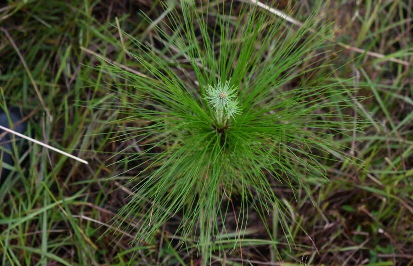 PINOS4