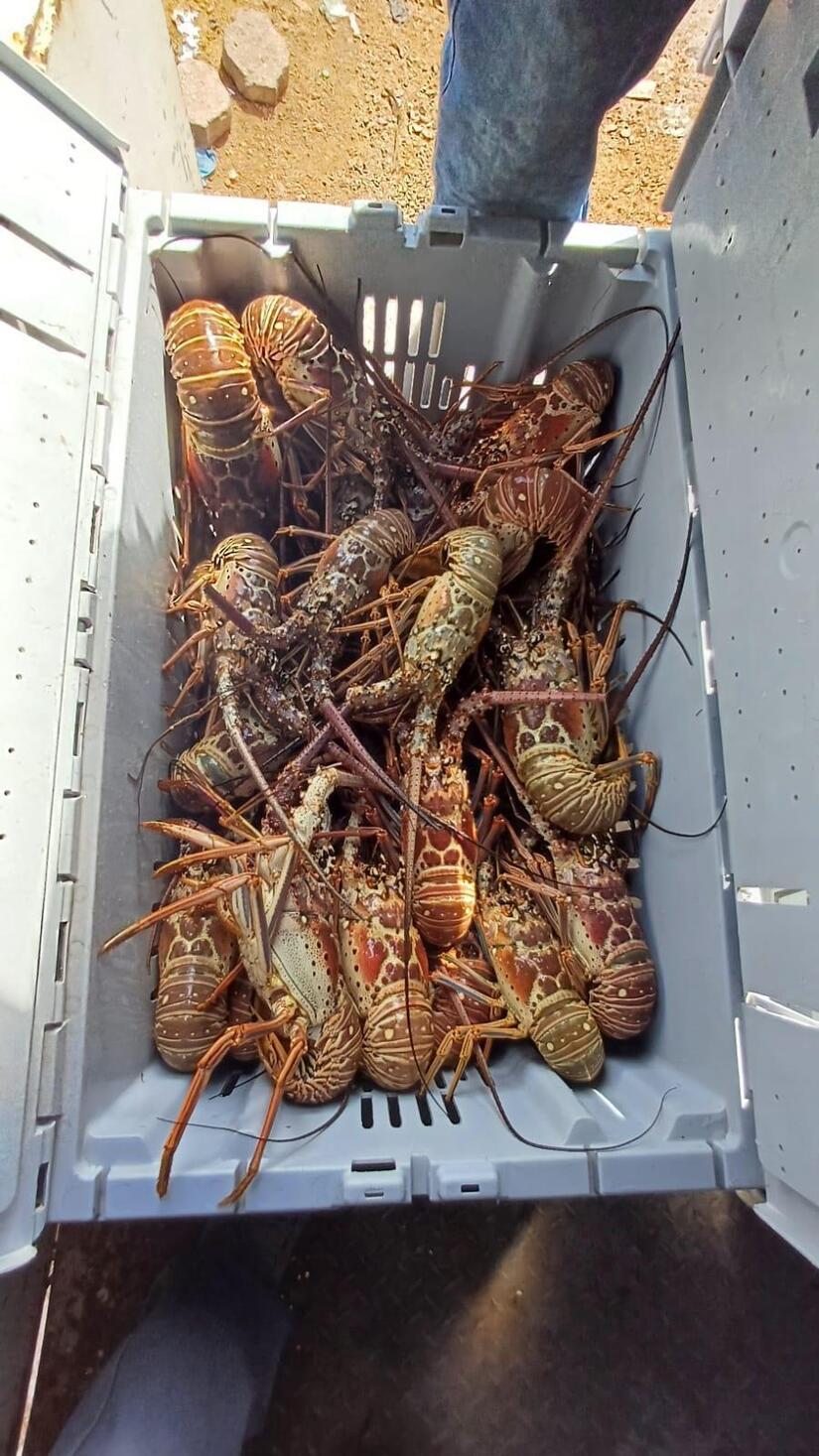LANGOSTA3