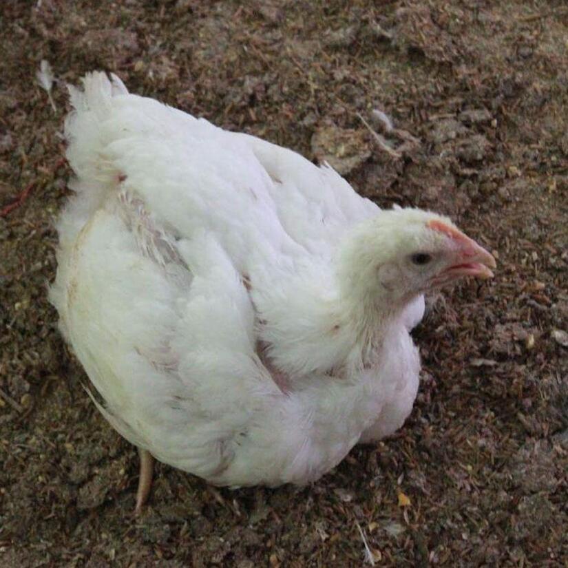 POLLO4