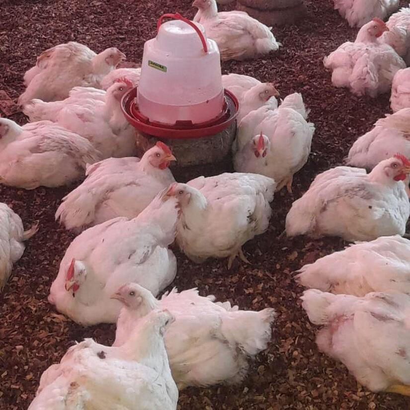 POLLO5