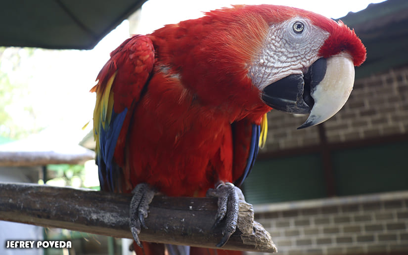 ZOO