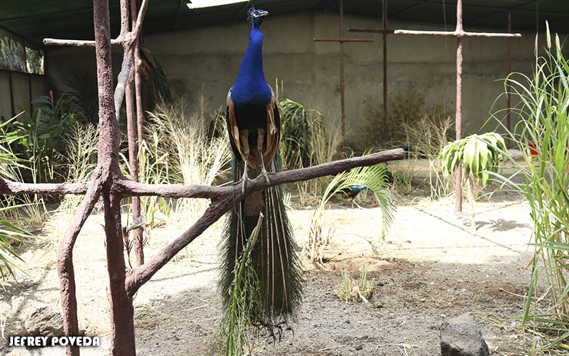 ZOO