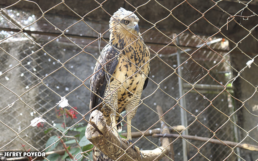ZOO