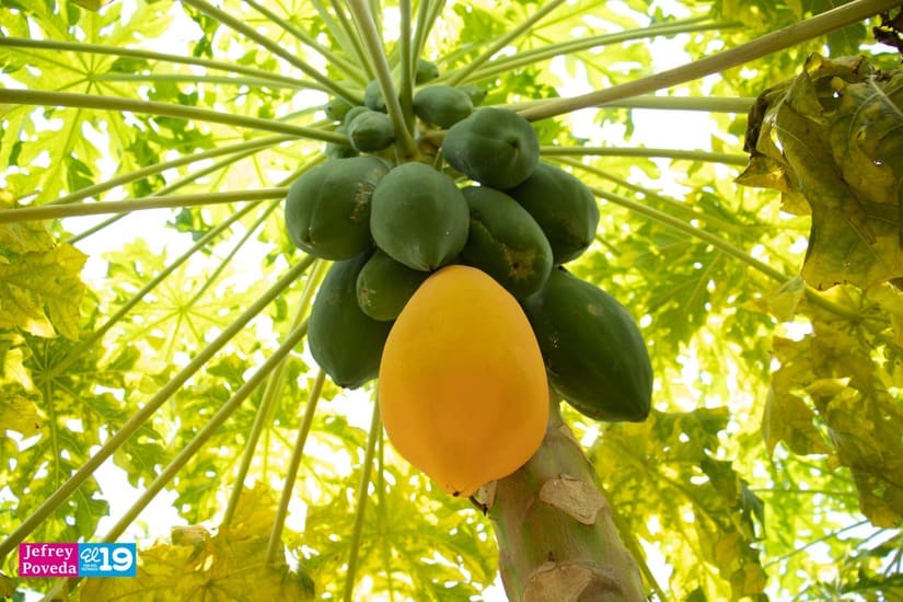 MELON
