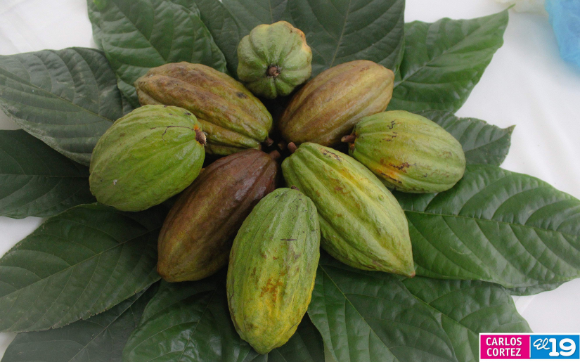 CACAO