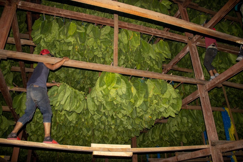 esteli