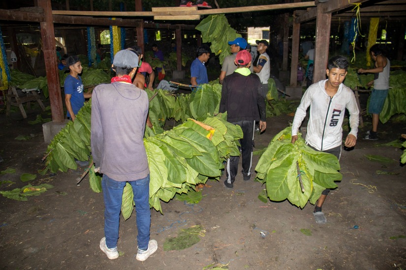 esteli